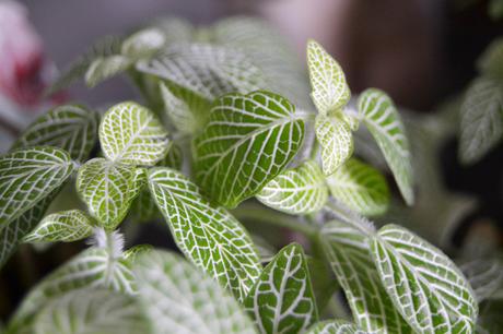 QUÉ NECESITAN TUS PLANTAS EN OTOÑO