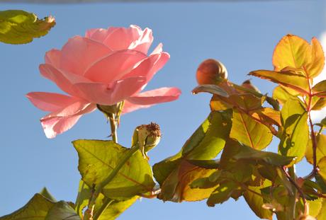 QUÉ NECESITAN TUS PLANTAS EN OTOÑO