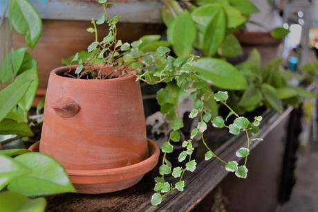 QUÉ NECESITAN TUS PLANTAS EN OTOÑO