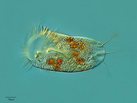 Stylonychia Stylonychia