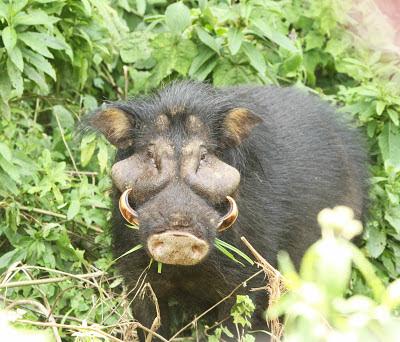 El hiloquero, un gigante de los bosques africanos