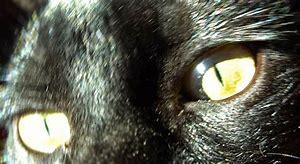 A vueltas con los políticos españoles: El nuevo y desvergonzado populismo del cínico Presidente de un débil y errático gobierno