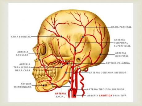 Arterias de la cabeza y cuello