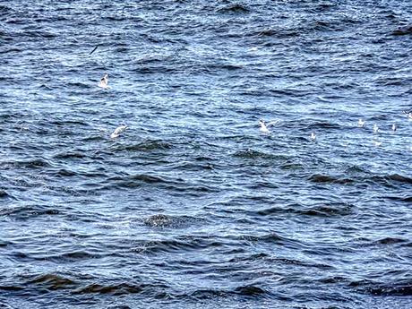 Blancas aves revolotensdo sobre las aguas encrespadas del mar