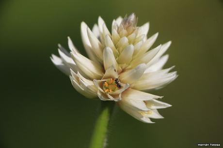 Algunas plantas y flores en la laguna de Monte (noviembre de  2017)