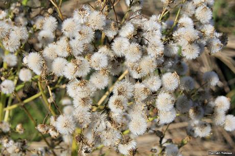 Algunas plantas y flores en la laguna de Monte (noviembre de  2017)