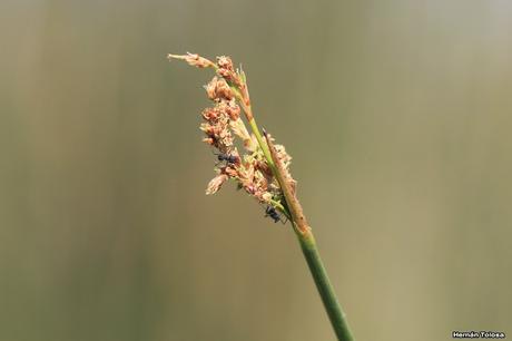 Algunas plantas y flores en la laguna de Monte (noviembre de  2017)