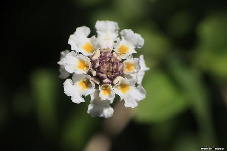 Algunas plantas y flores en la laguna de Monte (noviembre de  2017)