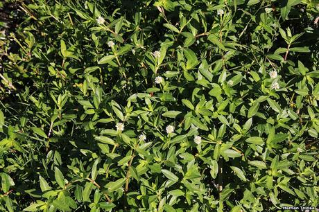 Algunas plantas y flores en la laguna de Monte (noviembre de  2017)