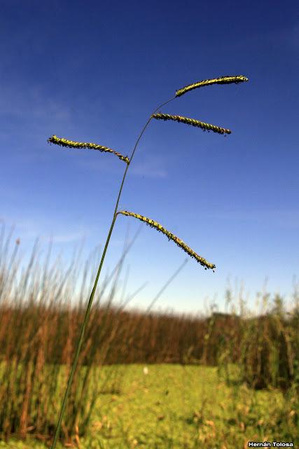 Algunas plantas y flores en la laguna de Monte (noviembre de  2017)