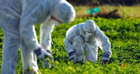 Como distinguir si la fruta y verdura que compras es transgénica u orgánica