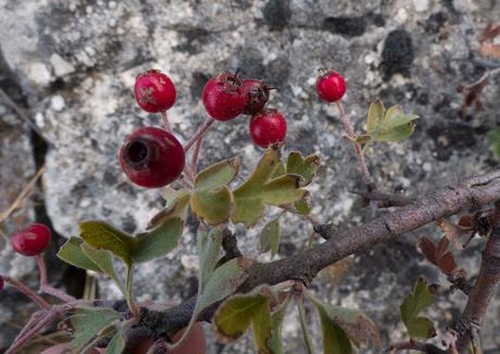 OTOÑO, LA NATURALEZA ABRE LA DESPENSA OTOÑO, LA NATURALEZA ABRE LA DESPENSA