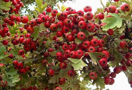 OTOÑO, LA NATURALEZA ABRE LA DESPENSA OTOÑO, LA NATURALEZA ABRE LA DESPENSA