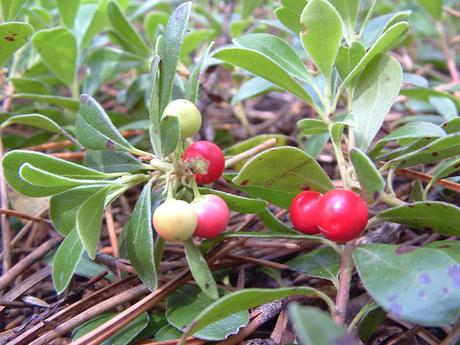 OTOÑO, LA NATURALEZA ABRE LA DESPENSA OTOÑO, LA NATURALEZA ABRE LA DESPENSA