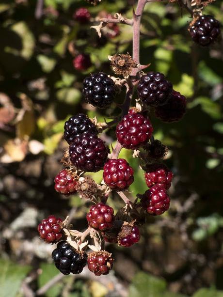 OTOÑO, LA NATURALEZA ABRE LA DESPENSA OTOÑO, LA NATURALEZA ABRE LA DESPENSA