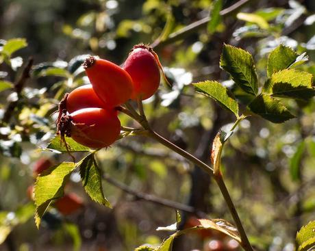 OTOÑO, LA NATURALEZA ABRE LA DESPENSA OTOÑO, LA NATURALEZA ABRE LA DESPENSA