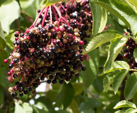 OTOÑO, LA NATURALEZA ABRE LA DESPENSA OTOÑO, LA NATURALEZA ABRE LA DESPENSA
