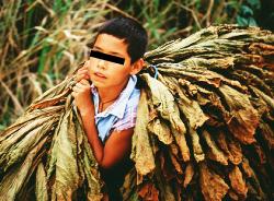 Argentina: Gobernador autoriza que 45 niños trabajen en tabacaleras, plantaciones, el sector textil y otros grupos comerciales.