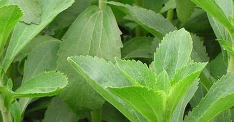 Stevia y sus propiedades curativas