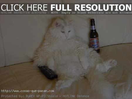 But Lately I Have Not Had Much Time Really Like Distracts Me Watch Tv Entertaining Edy You Fet My Worries And That