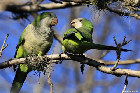 Cotorras y claveles del aire