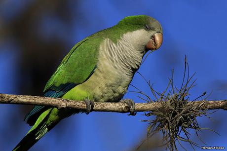 Cotorras y claveles del aire