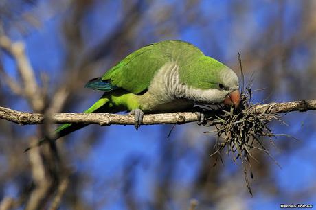 Cotorras y claveles del aire