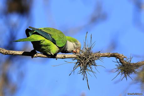 Cotorras y claveles del aire