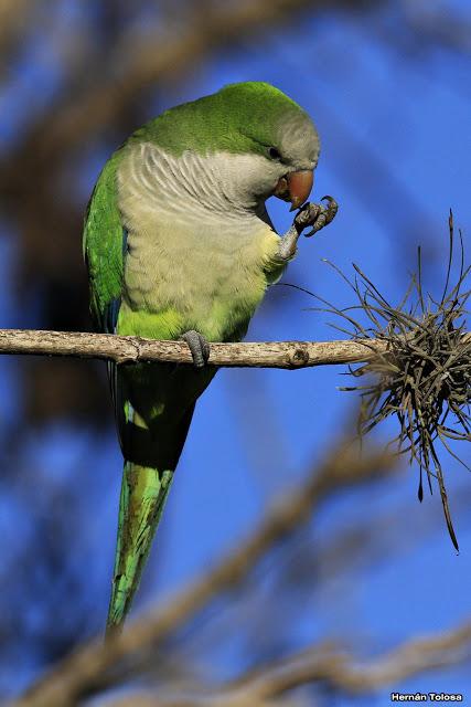 Cotorras y claveles del aire