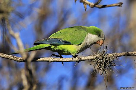 Cotorras y claveles del aire