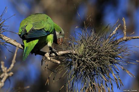 Cotorras y claveles del aire