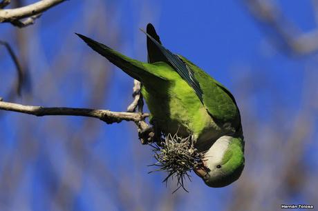 Cotorras y claveles del aire