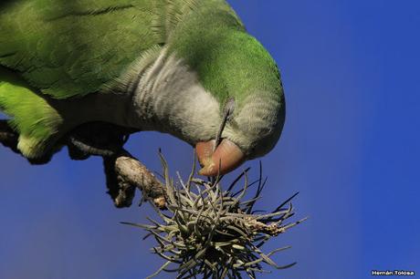 Cotorras y claveles del aire