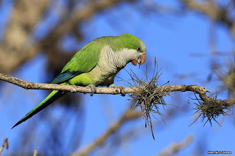 Cotorras y claveles del aire