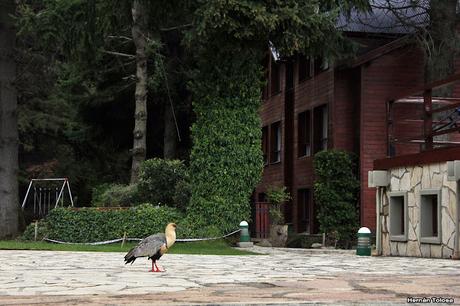 De Lihué Calel a San Martín de los Andes (octubre de 2018)