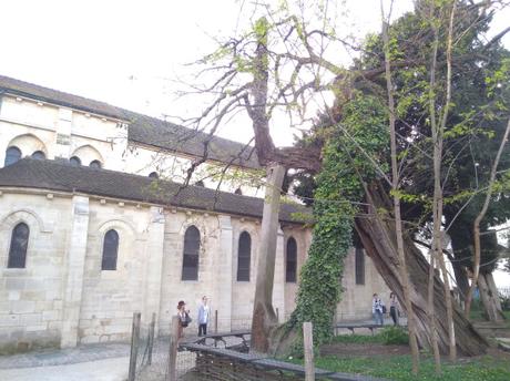El árbol más viejo de París