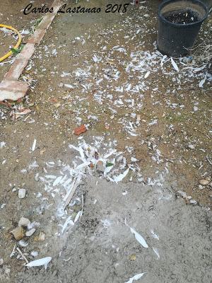 Quién mató a la garcilla?