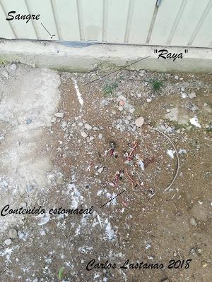 Quién mató a la garcilla?