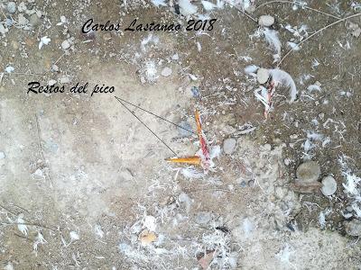 Quién mató a la garcilla?