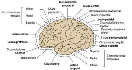 Estructura del cerebro (externa)