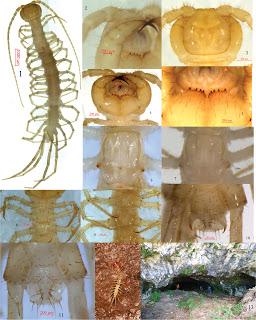 Espectaculares descubrimientos de miriápodos cavernícolas