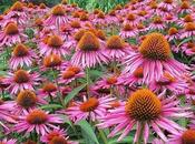 Equinácea, Beneficios, Usos Contraindicaciones