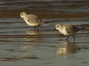 Colimbo grande marisma, blog