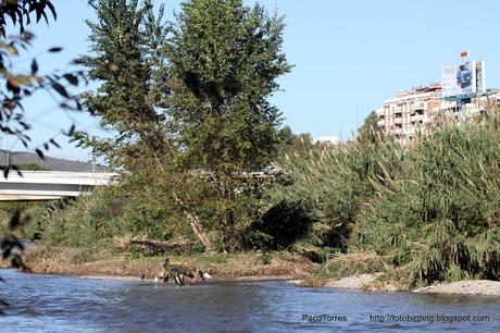 Concentración de cormoranes