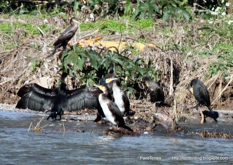 Concentración de cormoranes