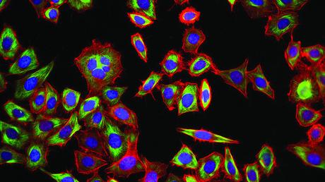 Las Primeras Células Inmortales Del Mundo 😱