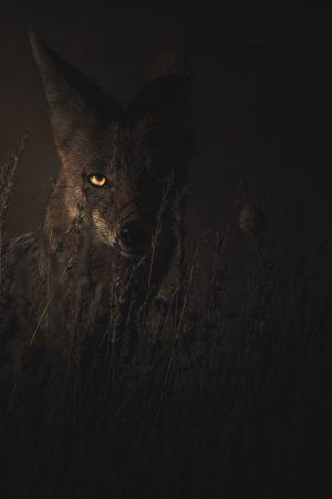 Libertad Delgado: La Encarnada Libertad Delgado: La Encarnada