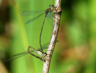 Puestas en la madera