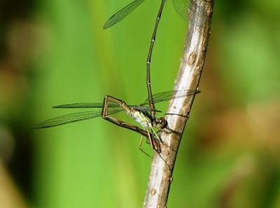 Puestas en la madera