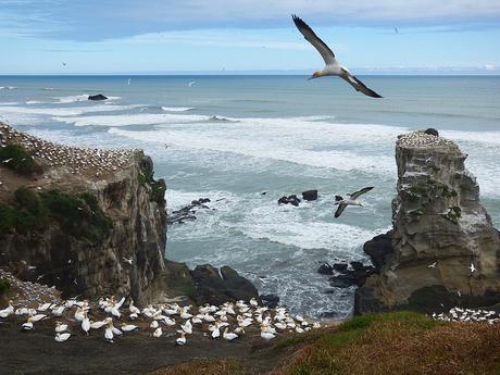 Día 3, City tour por Auckland